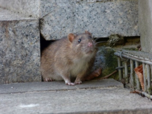 Schädlingsbekämpfung Ratten